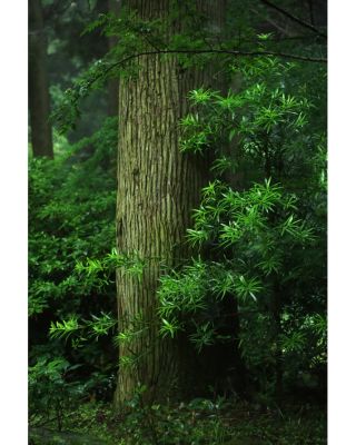 Scéna z lesa na tajuplném poloostrově Kunisaki. Fúze šintoismu a buddhismu v Japonsku kdysi začala právě na tomto...