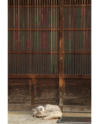 Odpolední šlofík kočky z hor v okolí Nagana. Foto © Petr Horčička / TokyoVintage.cz #Kočka #kočky #mačka #mačky...